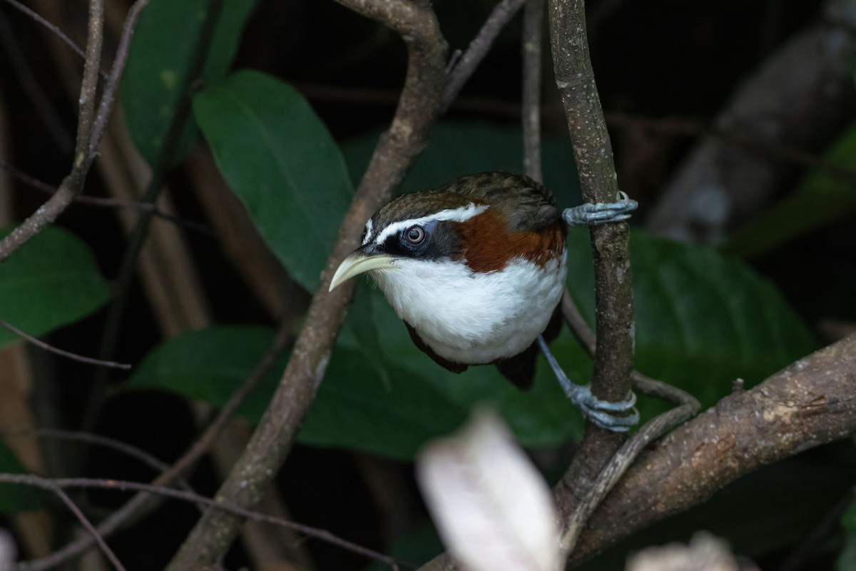White-browed Scimitar-Babbler - ML633385328
