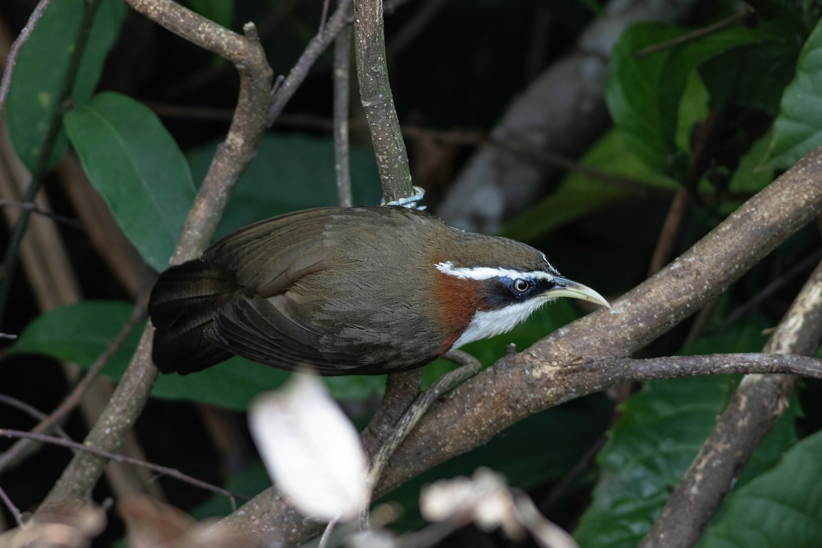White-browed Scimitar-Babbler - ML633385329