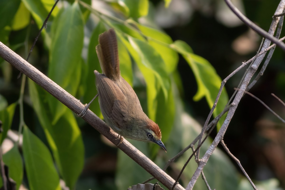 Pin-striped Tit-Babbler - ML633385335