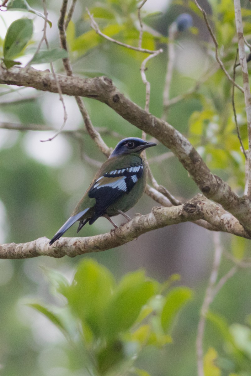 Green Cochoa - ML633385404