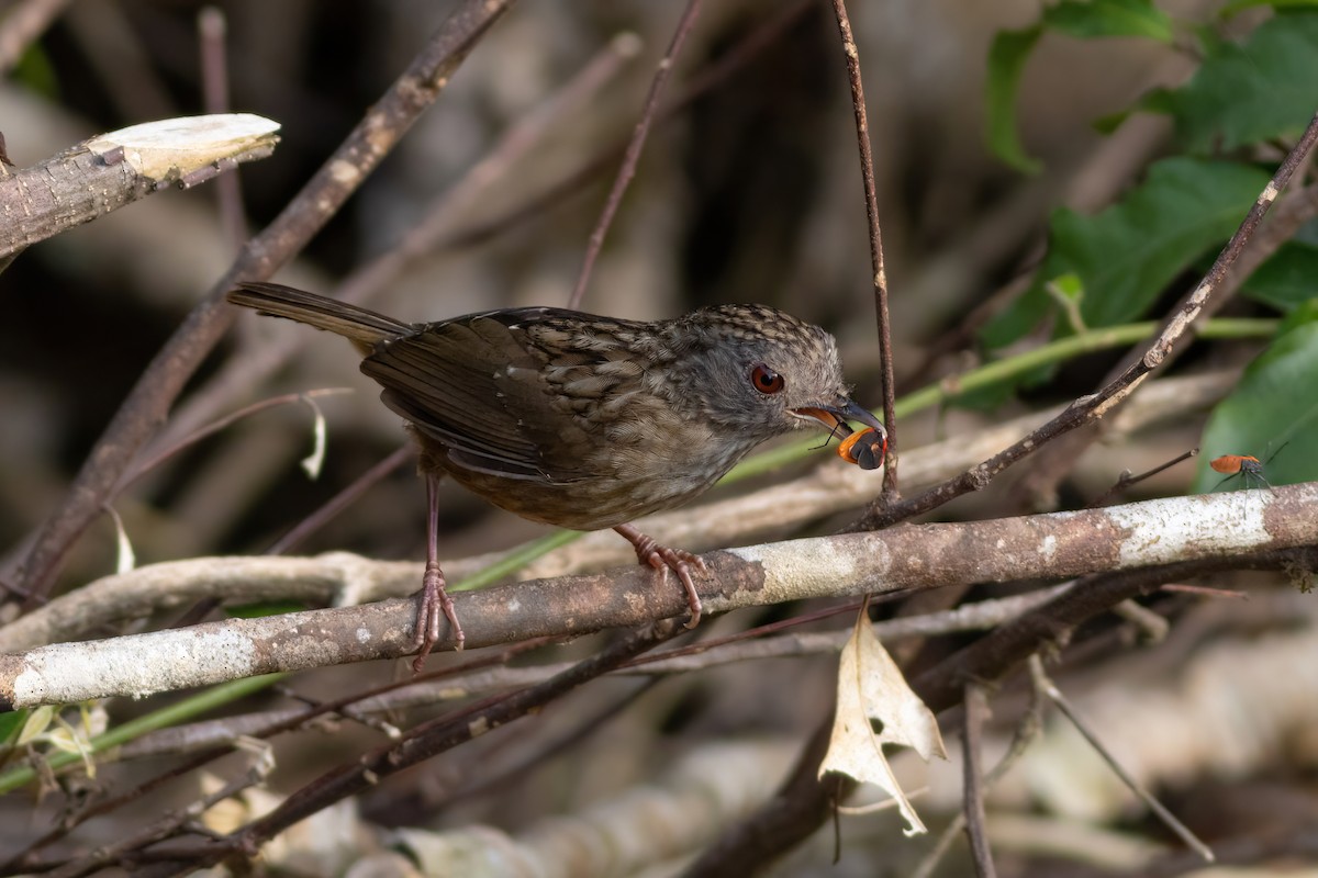 Streaked Wren-Babbler - ML633385415