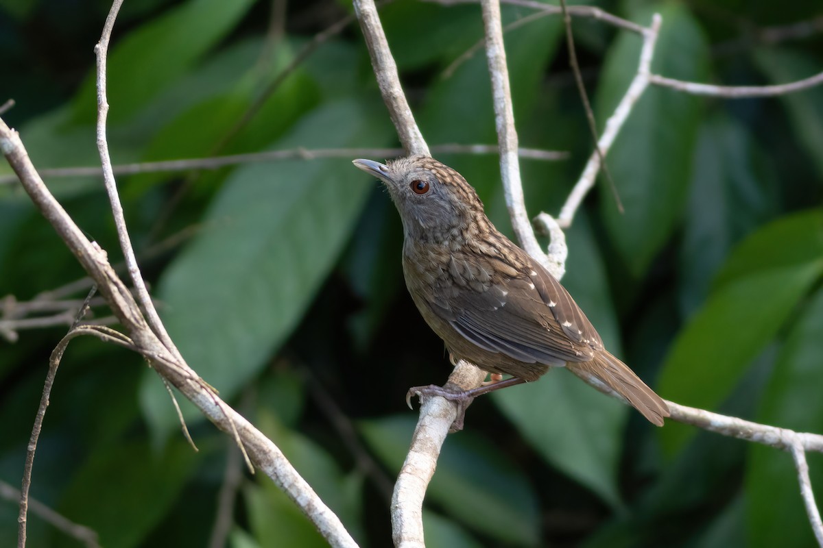 Streaked Wren-Babbler - ML633385416