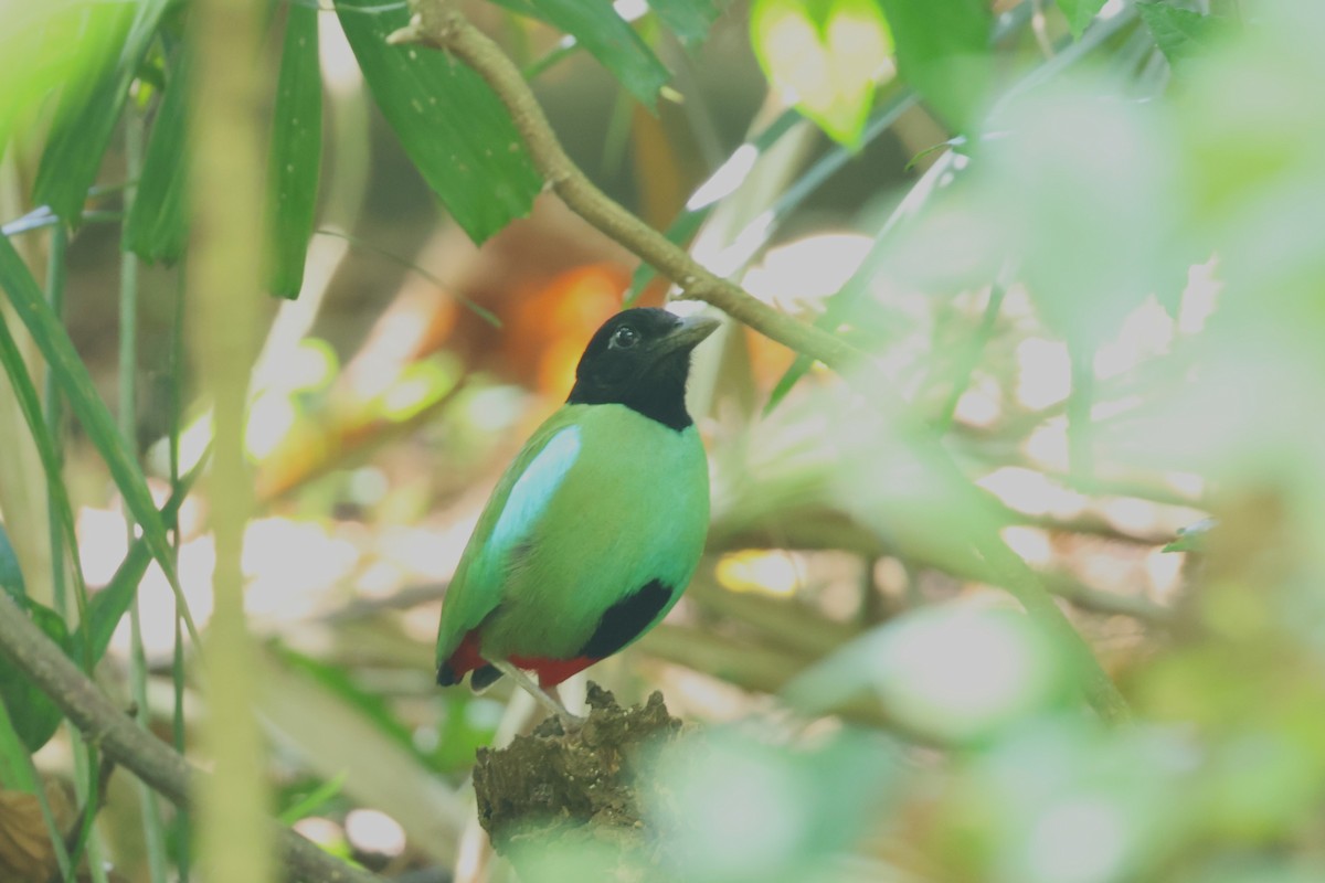 Western Hooded Pitta (Philippine) - ML633385442