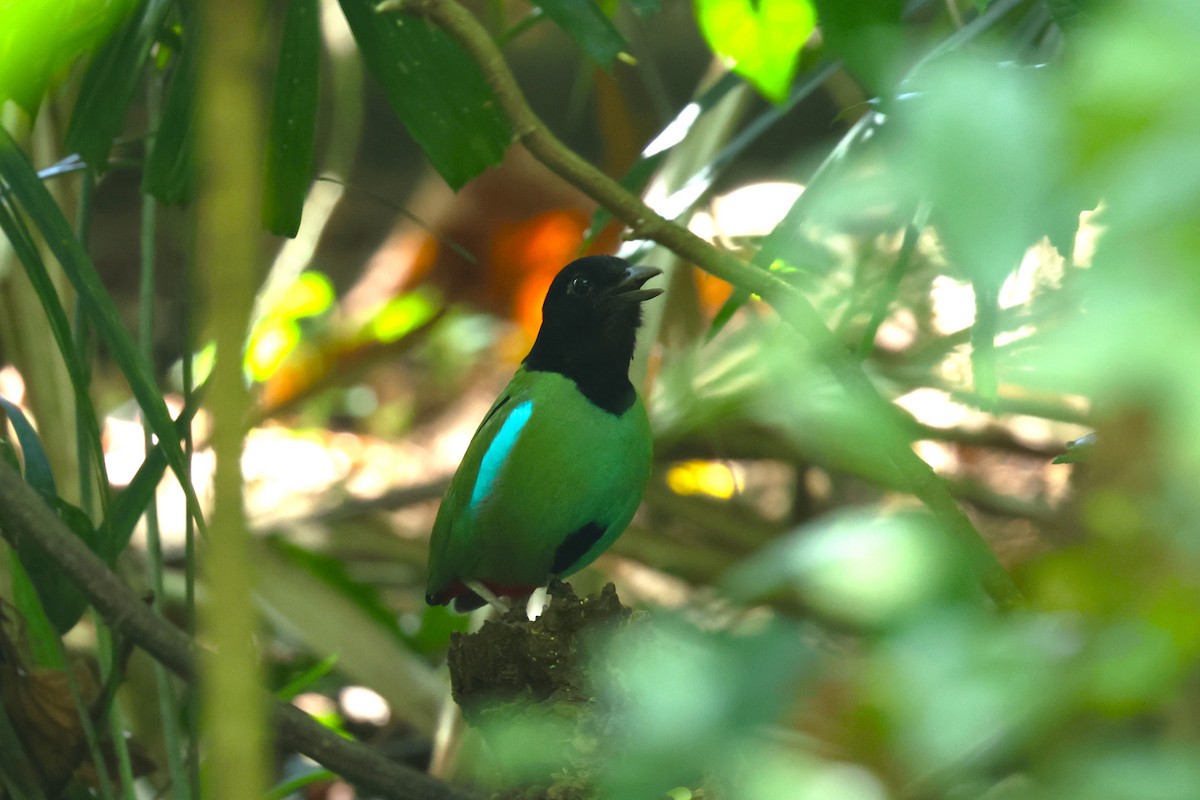 Western Hooded Pitta (Philippine) - ML633385443