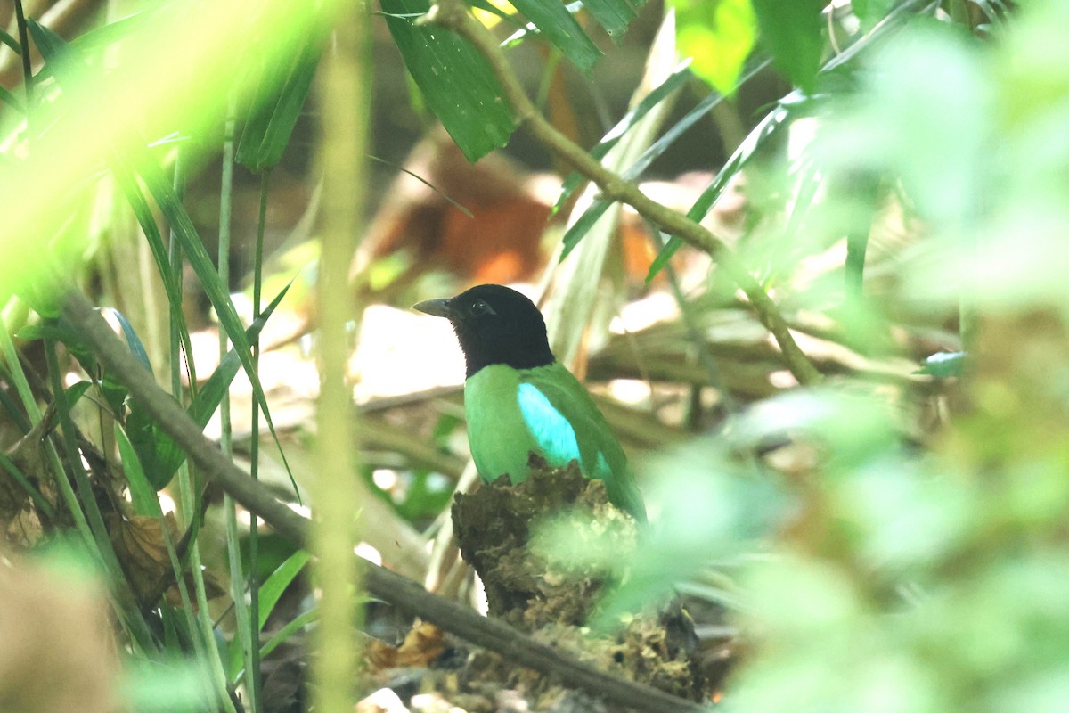 Western Hooded Pitta (Philippine) - ML633385444
