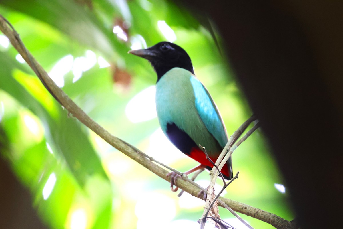 Western Hooded Pitta (Philippine) - ML633385445