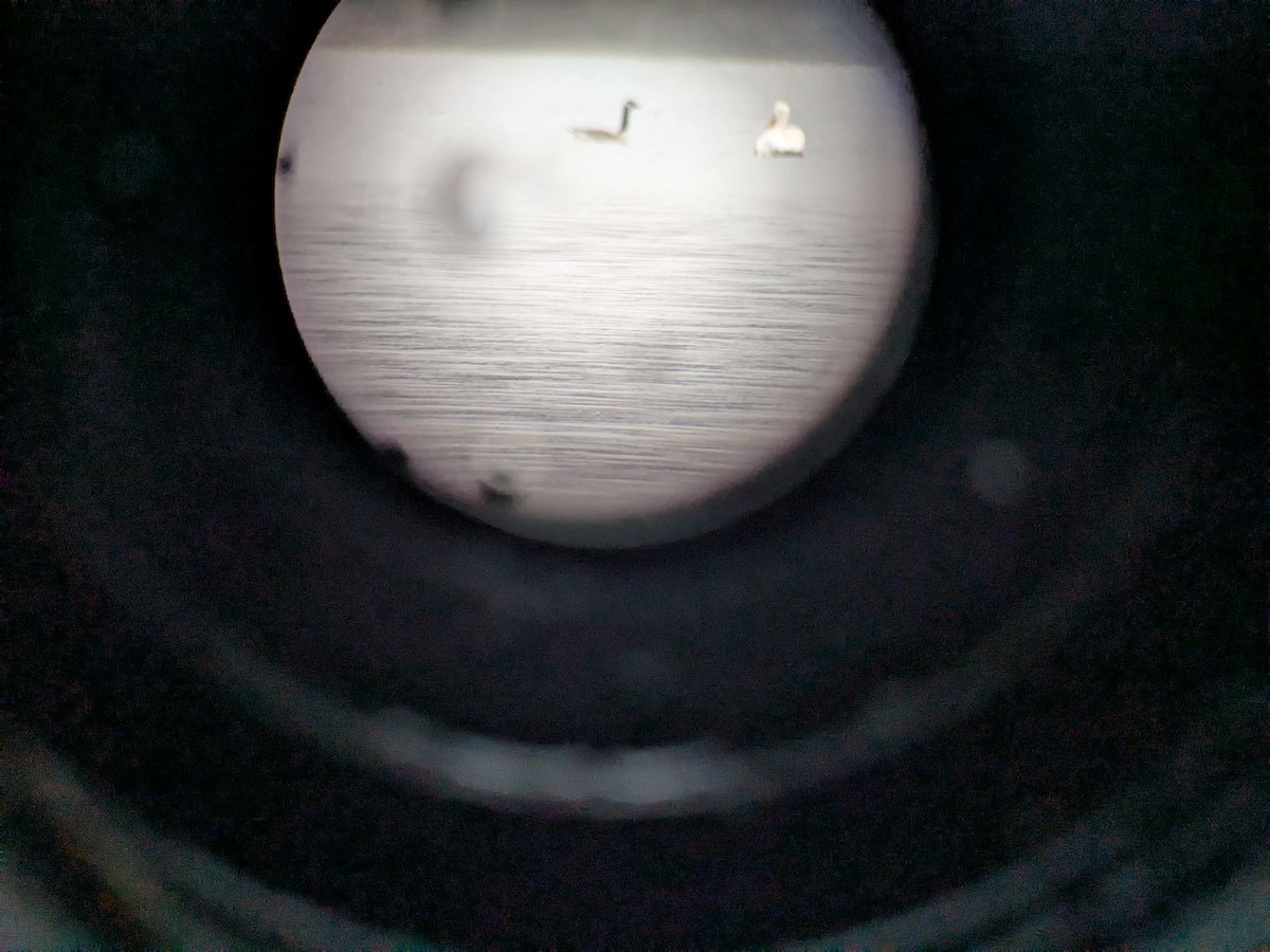 American White Pelican - ML633385472