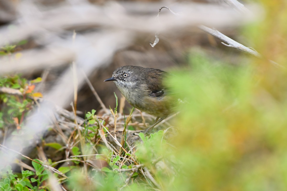 White-browed Scrubwren (White-browed) - ML633385613