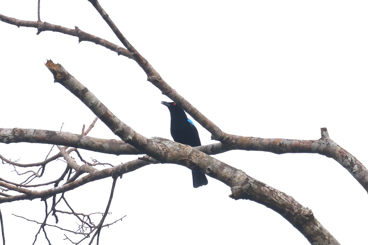 Palawan Fairy-bluebird - ML633385841