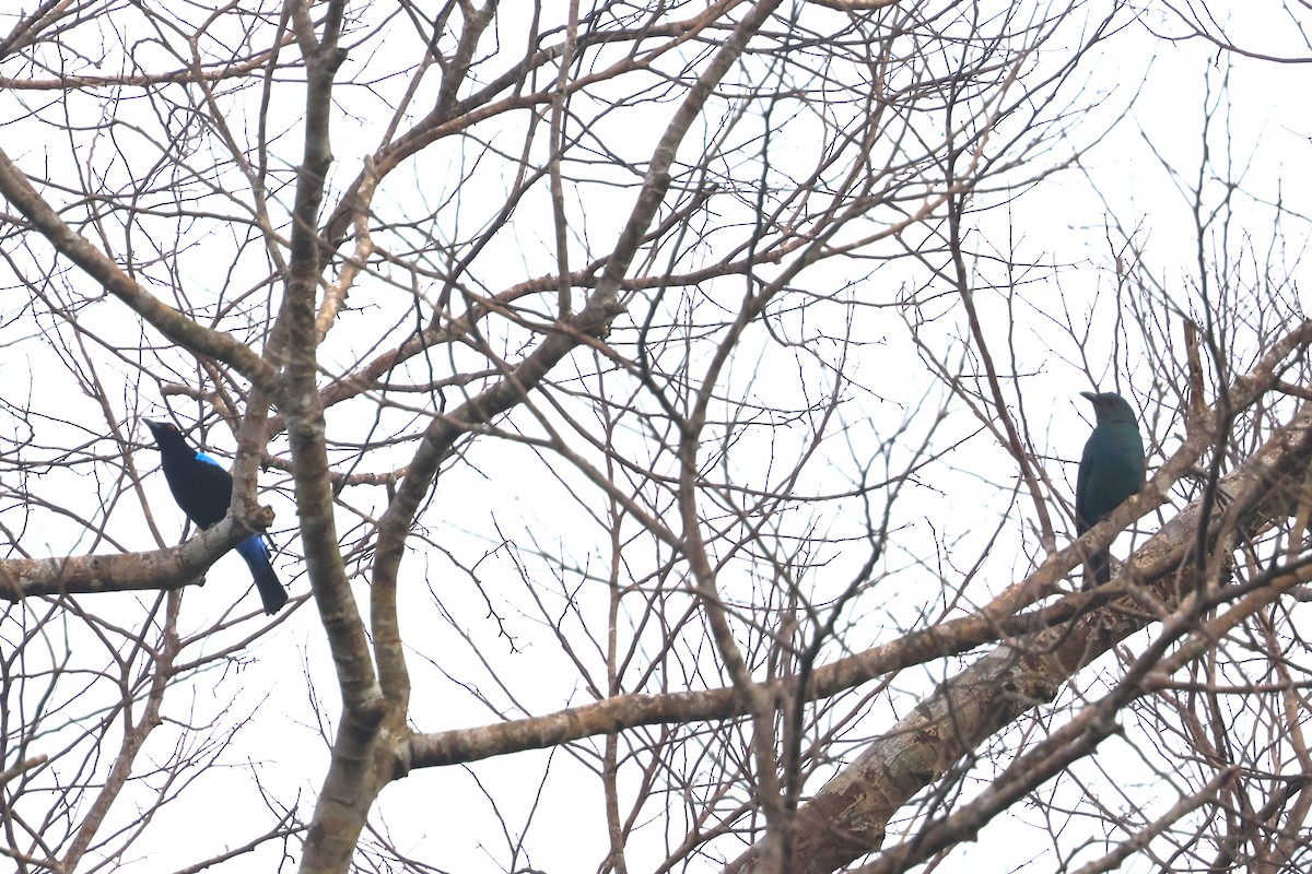 Palawan Fairy-bluebird - ML633385842