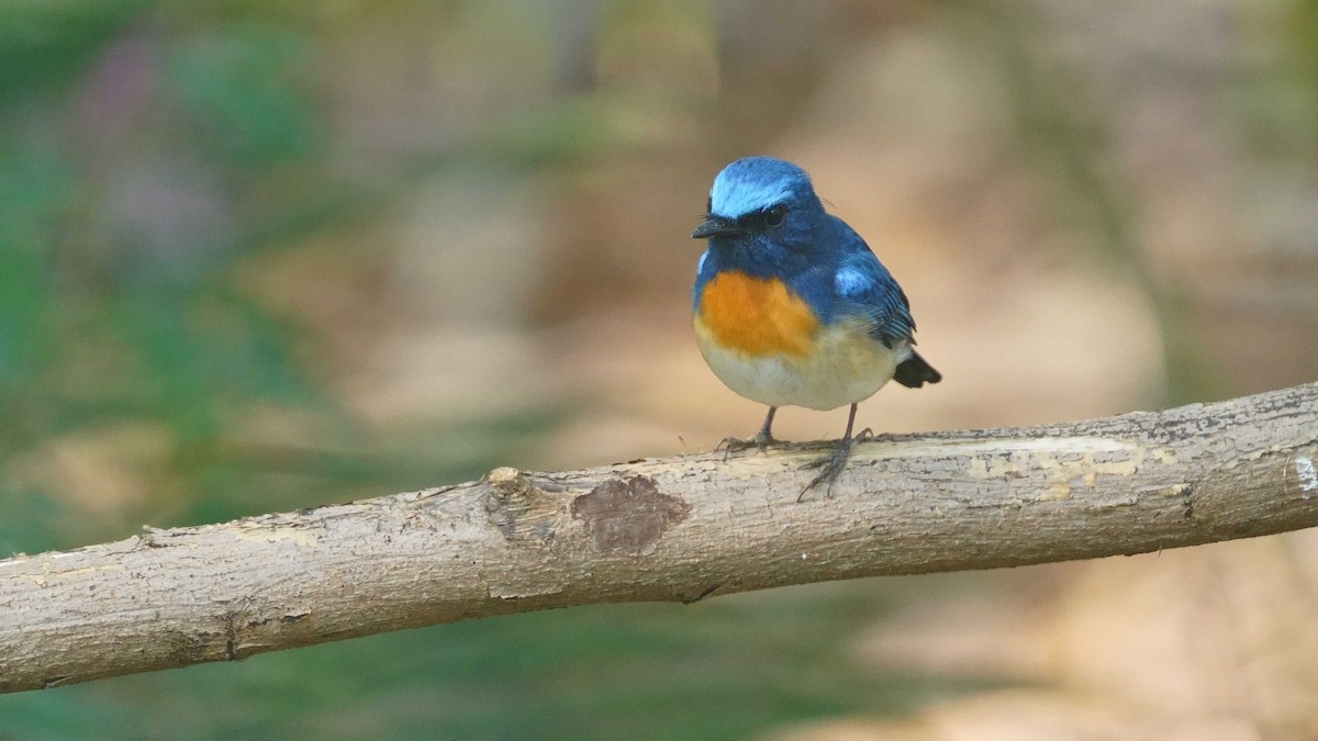 Blue-throated Flycatcher - ML633385885