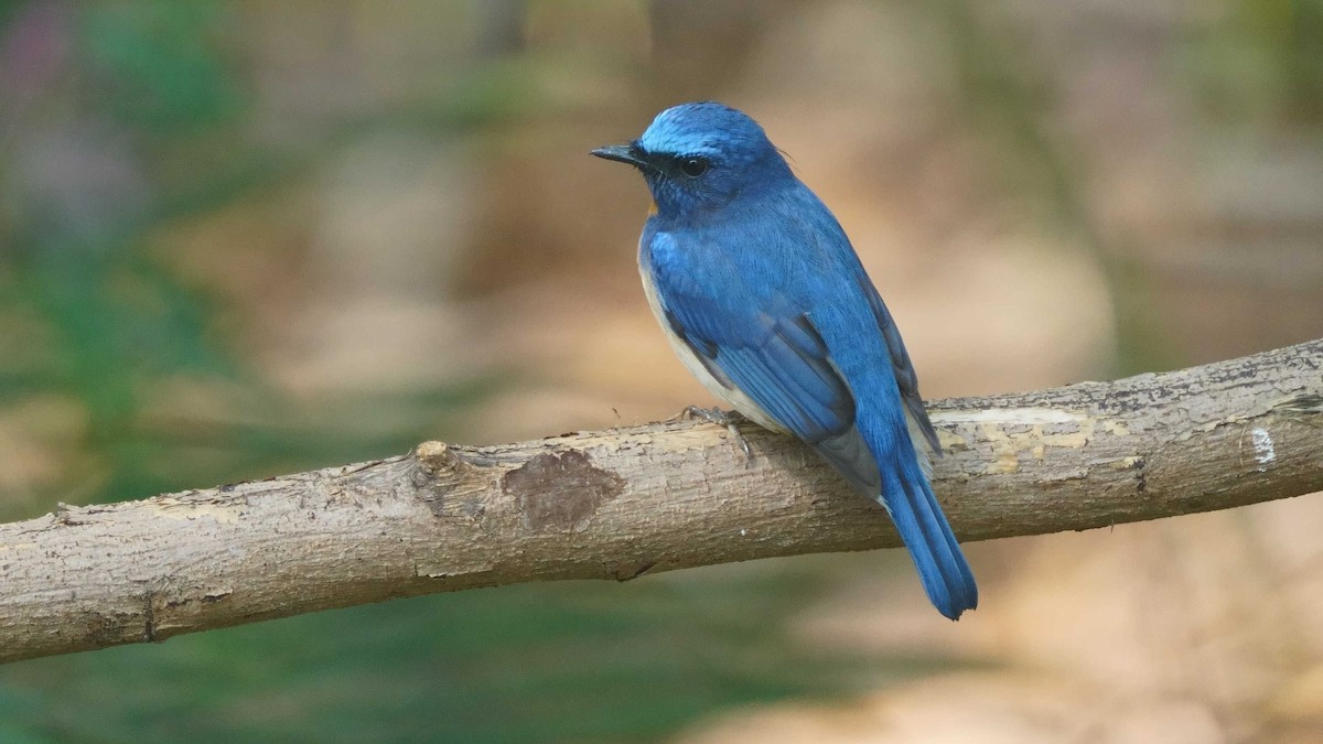 Blue-throated Flycatcher - ML633385965