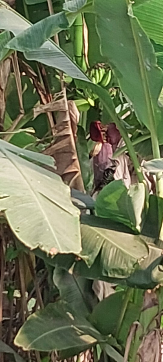 Fulvous-breasted Woodpecker - ML633385987