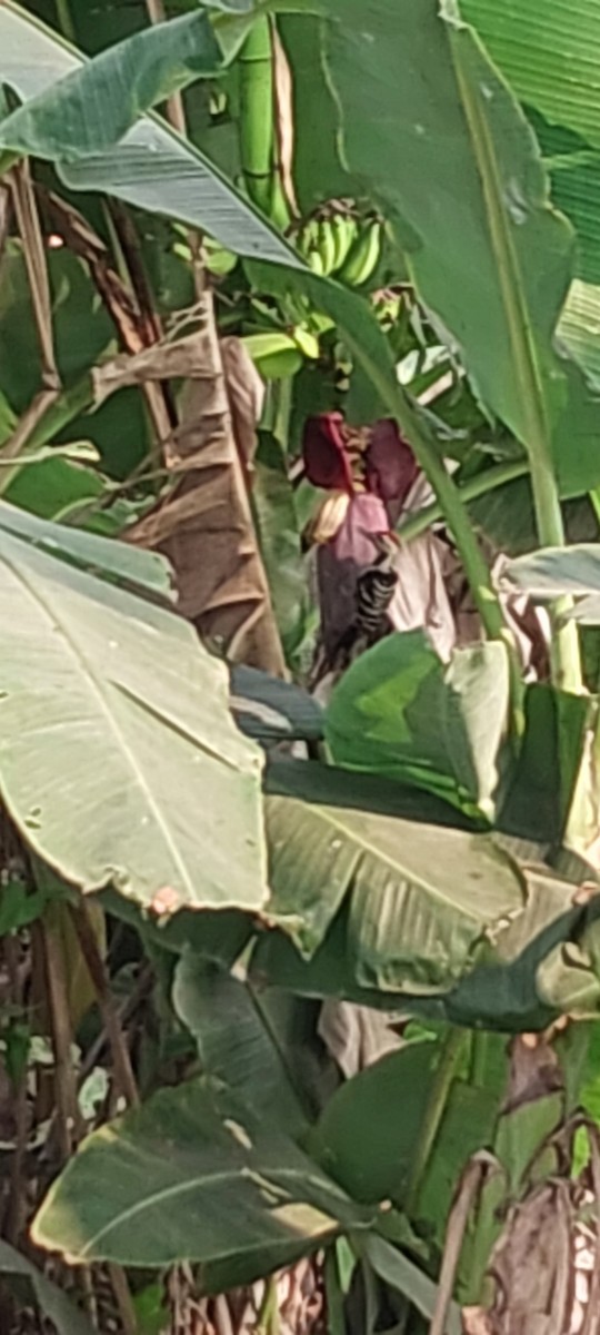 Fulvous-breasted Woodpecker - ML633385988