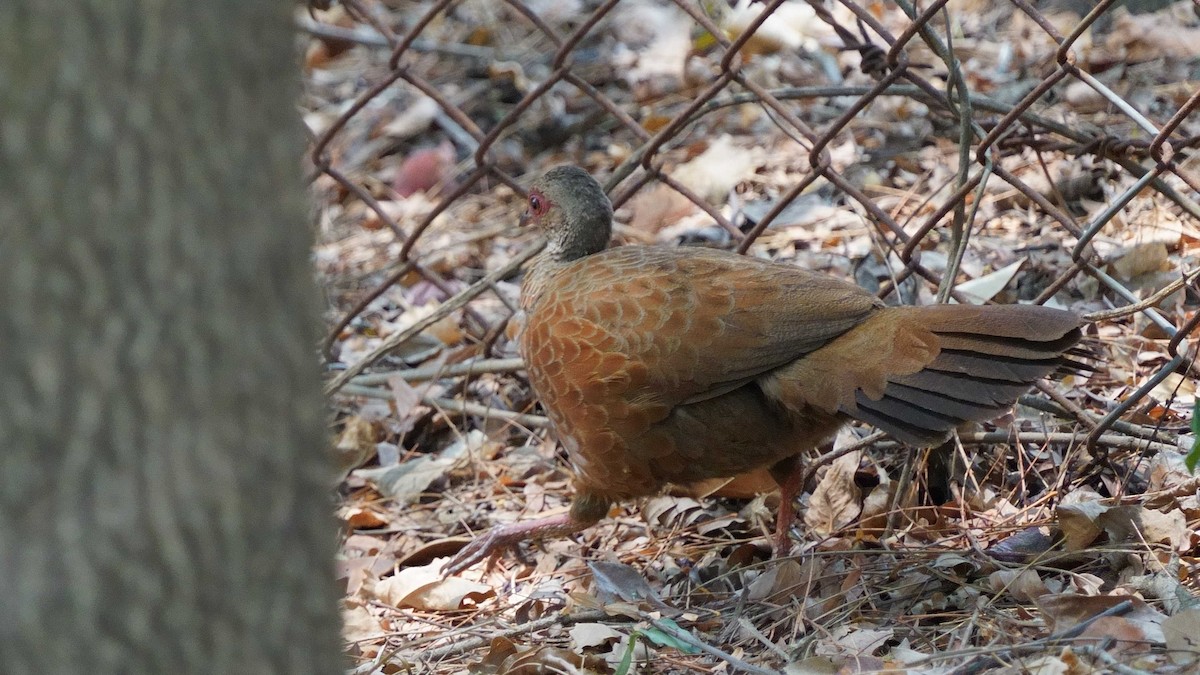 Red Spurfowl - ML633386006