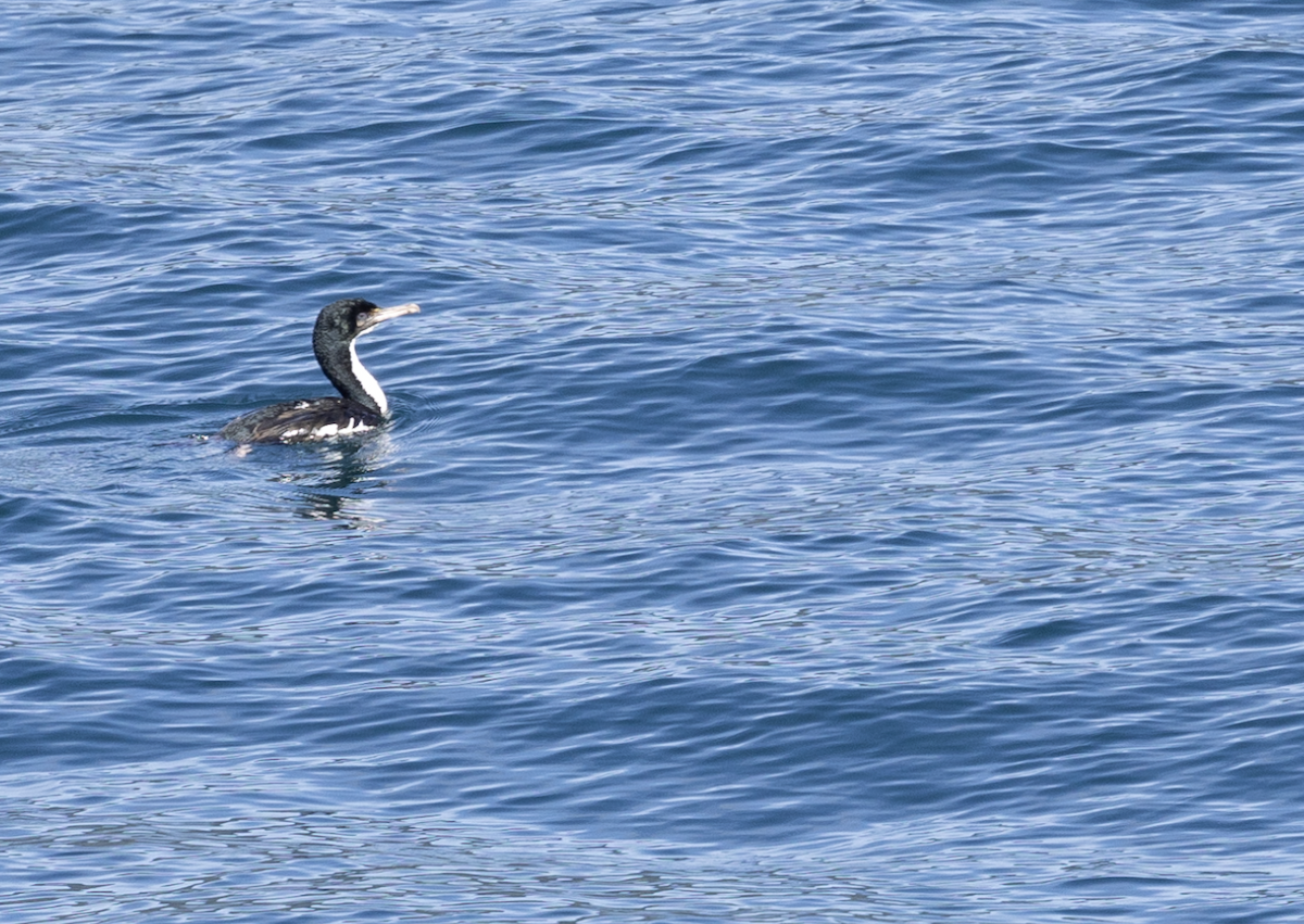 New Zealand King Shag - ML633386030