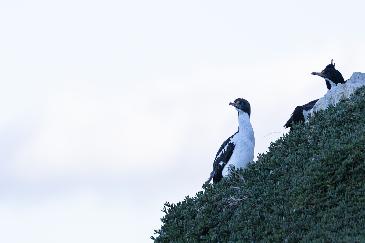 New Zealand King Shag - ML633386062