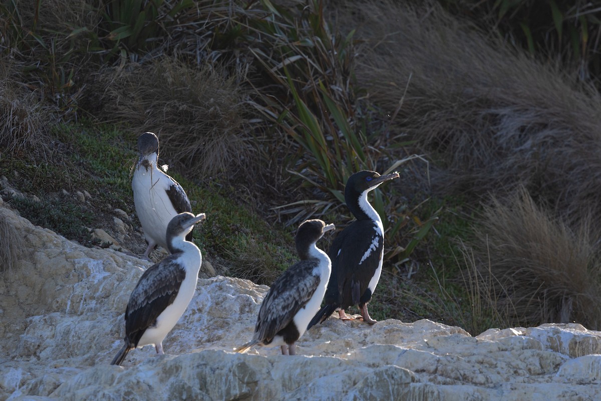 New Zealand King Shag - ML633386063