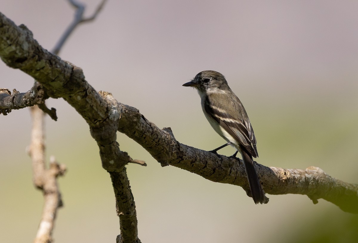 Least Flycatcher - Richard  Davis