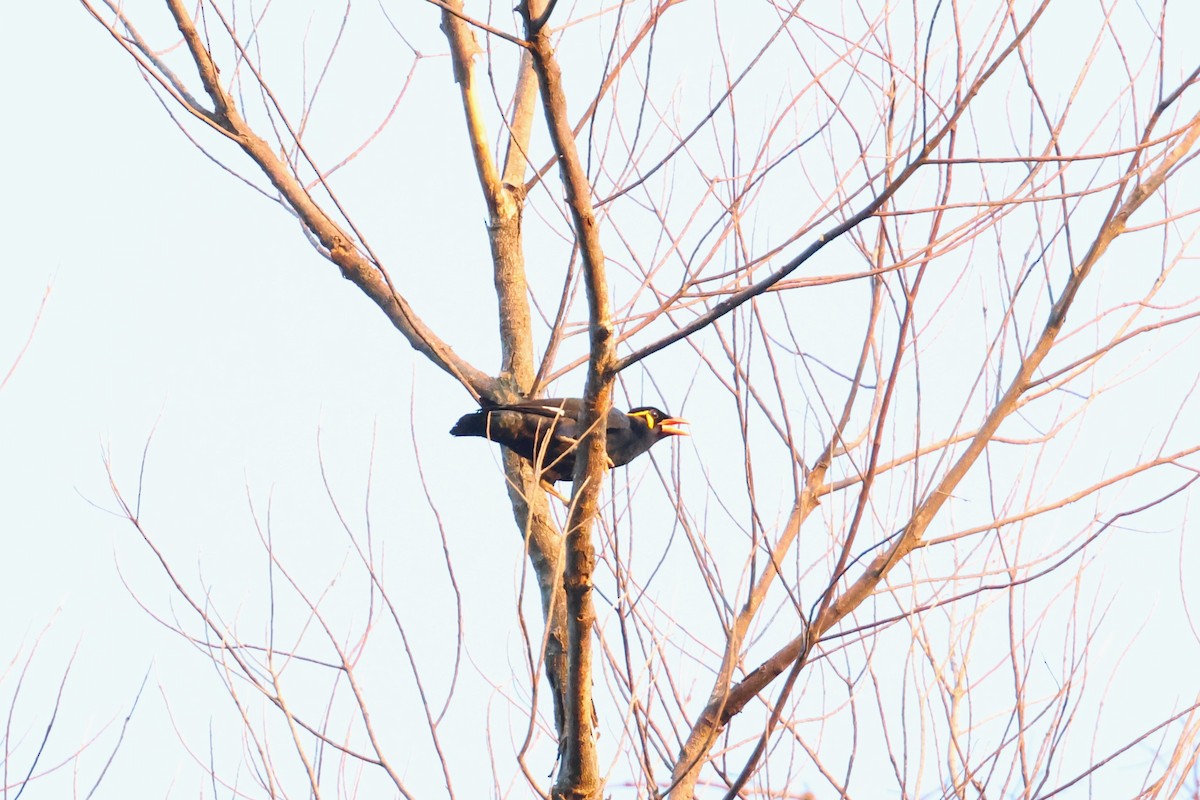 Common Hill Myna (Common) - ML633386191