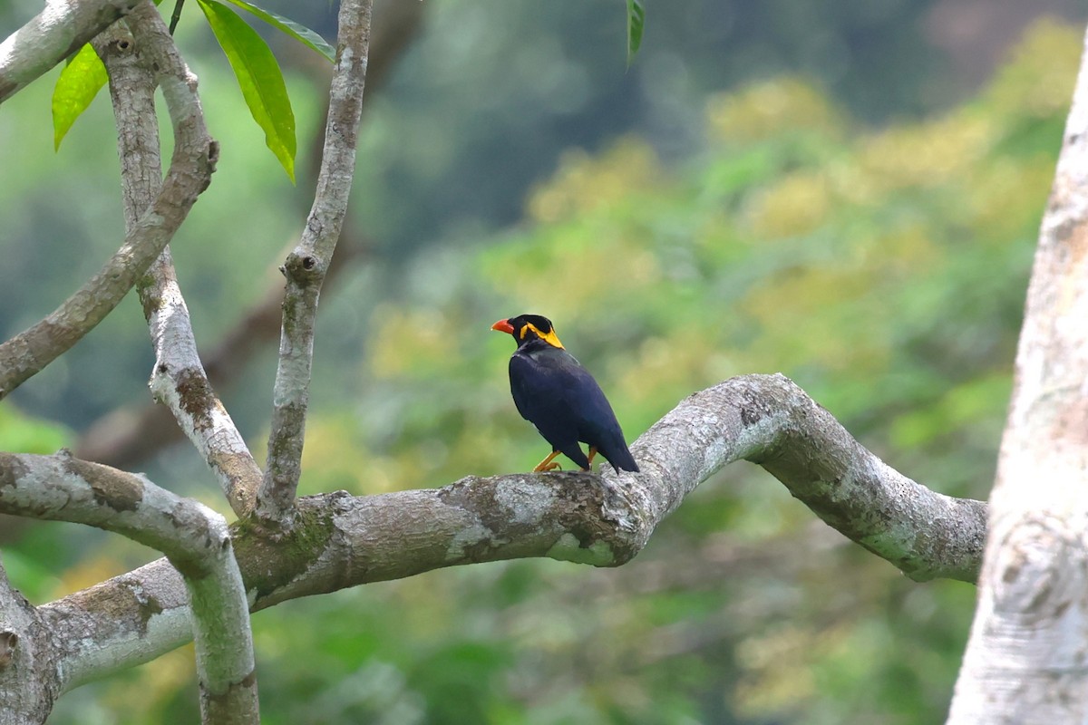 Common Hill Myna (Common) - ML633386214