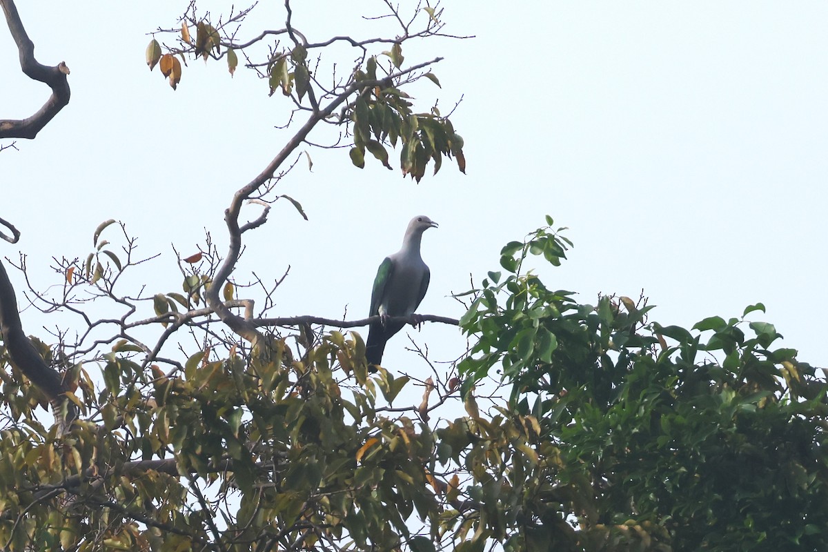Green Imperial-Pigeon (Green) - ML633386319