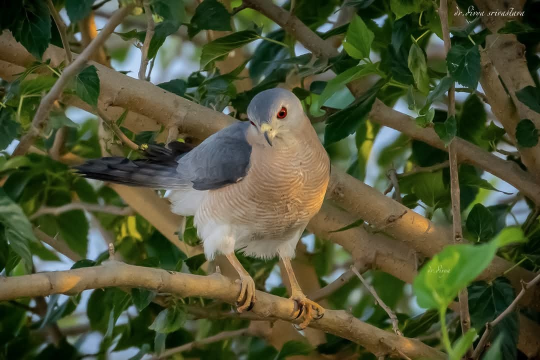 Shikra - ML633386421