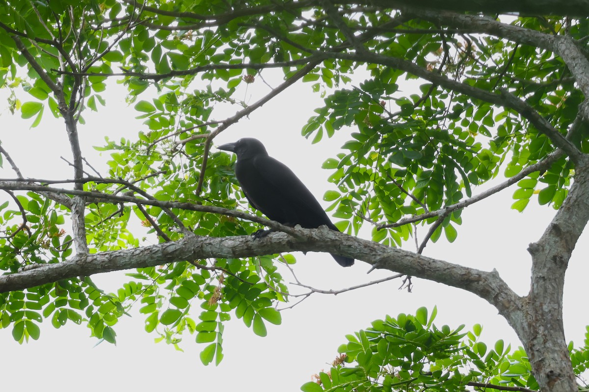 Palawan Crow - ML633386470