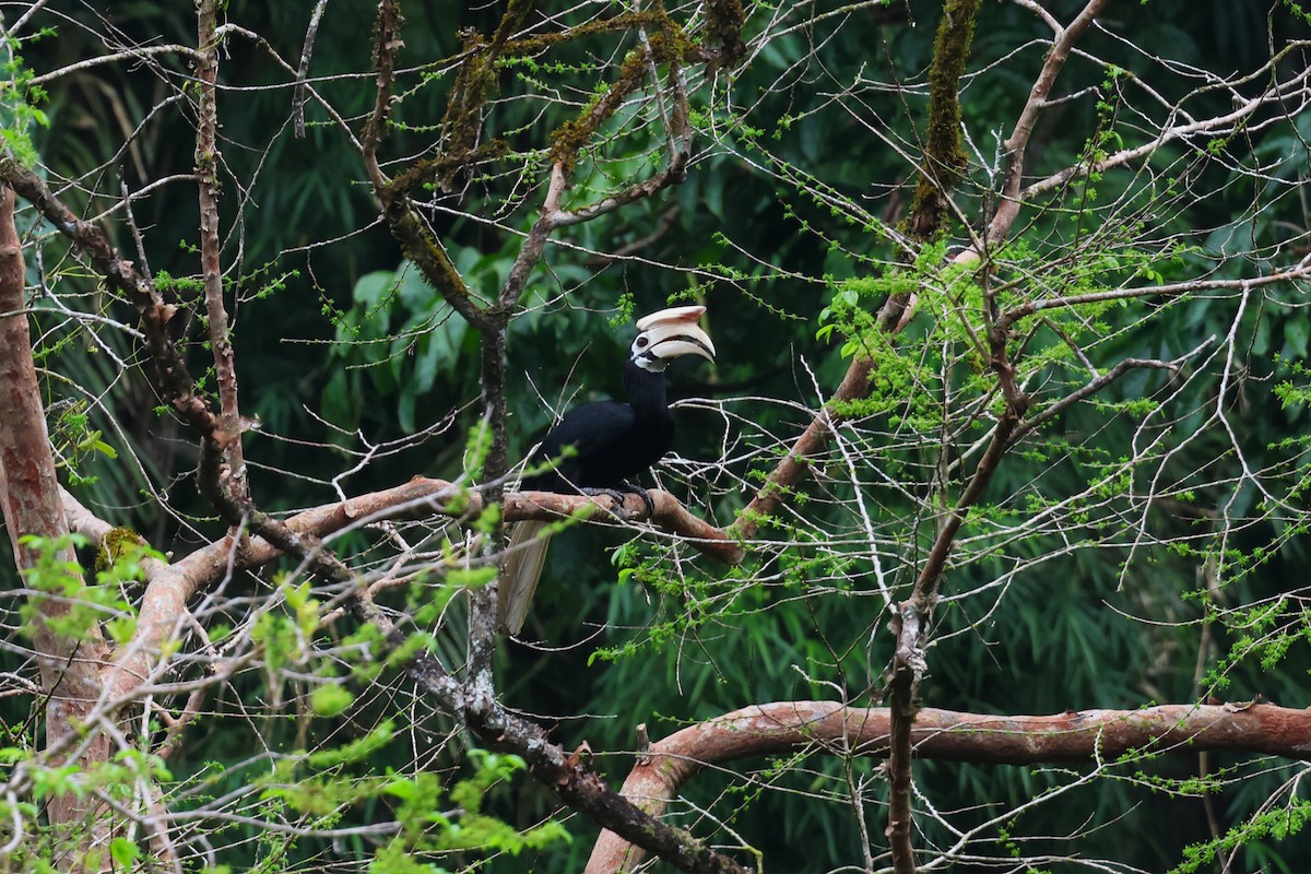 Cálao de Palawan - ML633386484