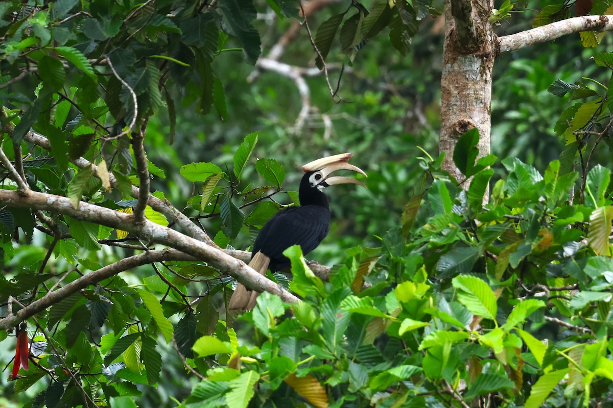 Cálao de Palawan - ML633386485