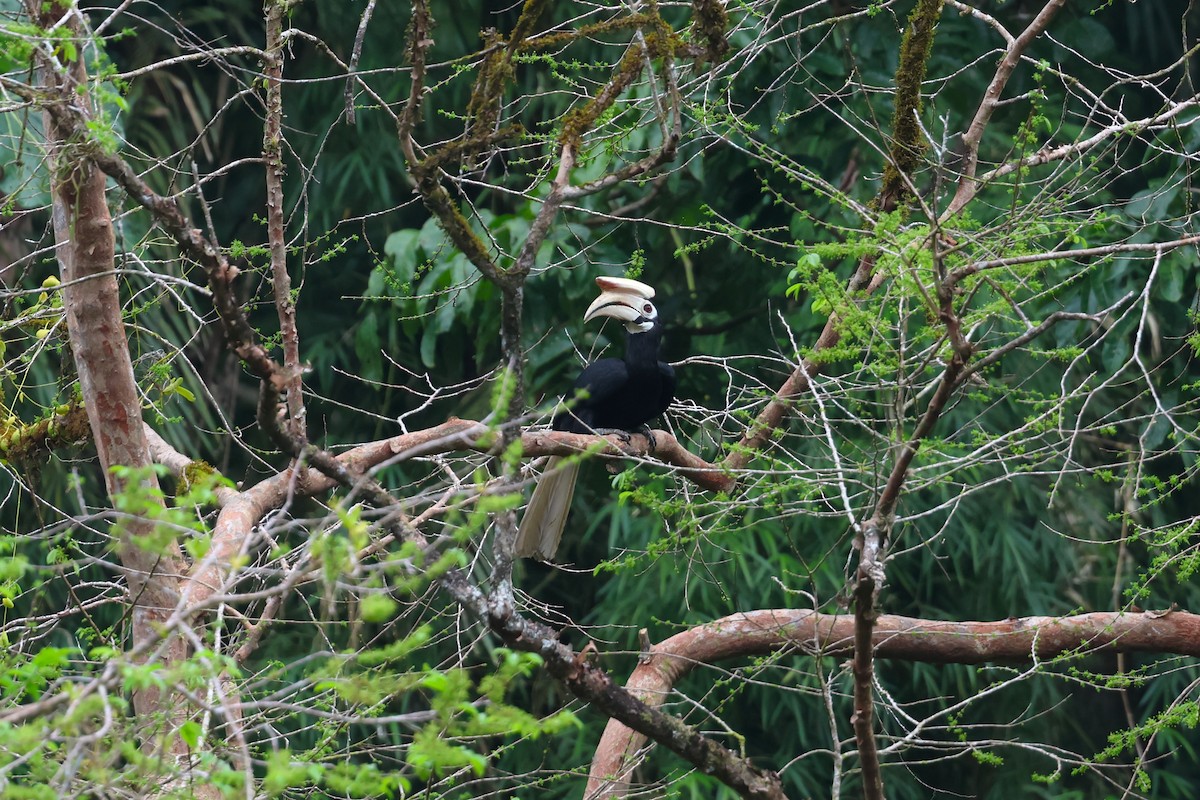 Cálao de Palawan - ML633386487