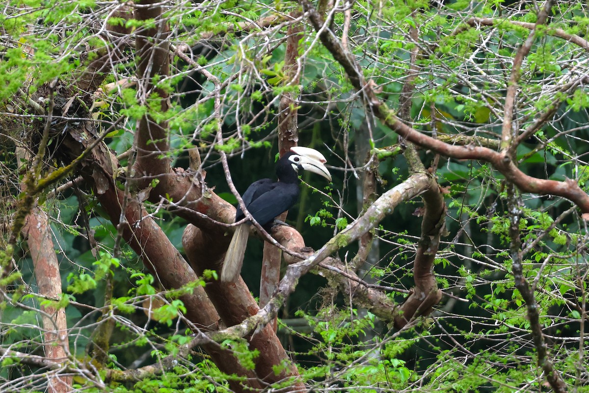 Cálao de Palawan - ML633386488