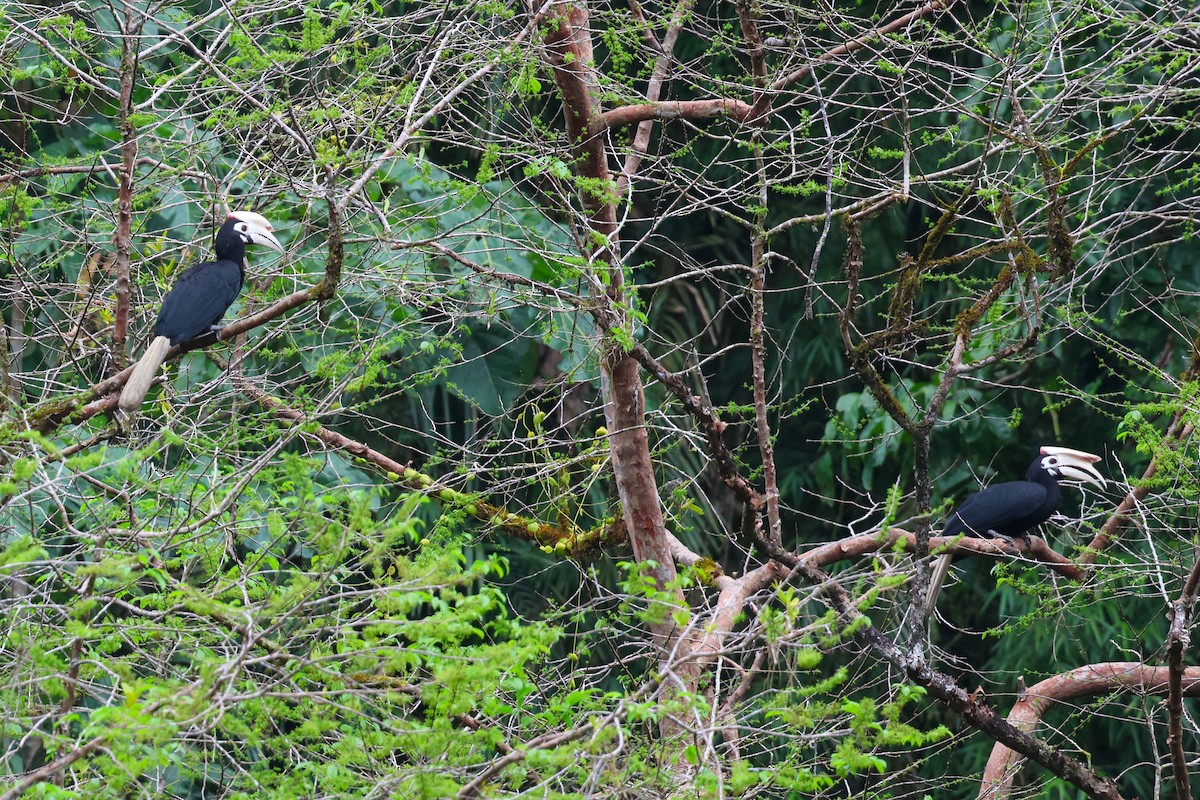 Cálao de Palawan - ML633386490
