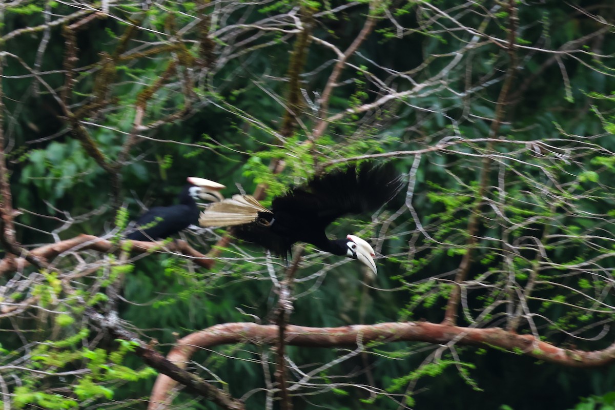 Cálao de Palawan - ML633386574