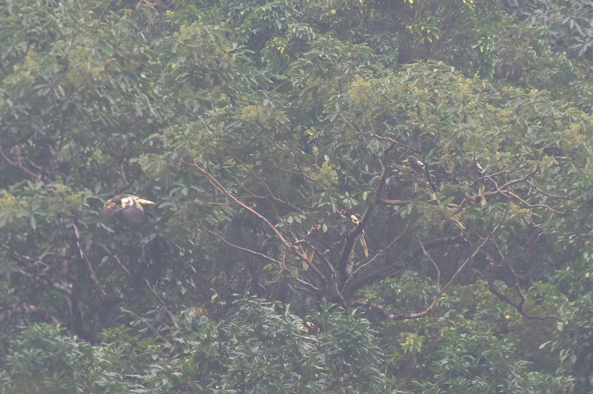 White-winged Magpie (Black-tailed) - ML633386621