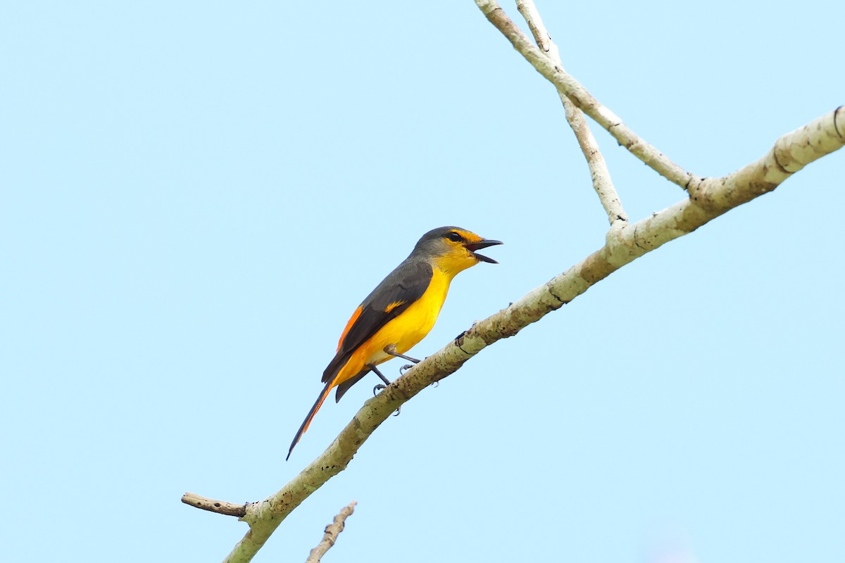 Fiery Minivet - ML633386630