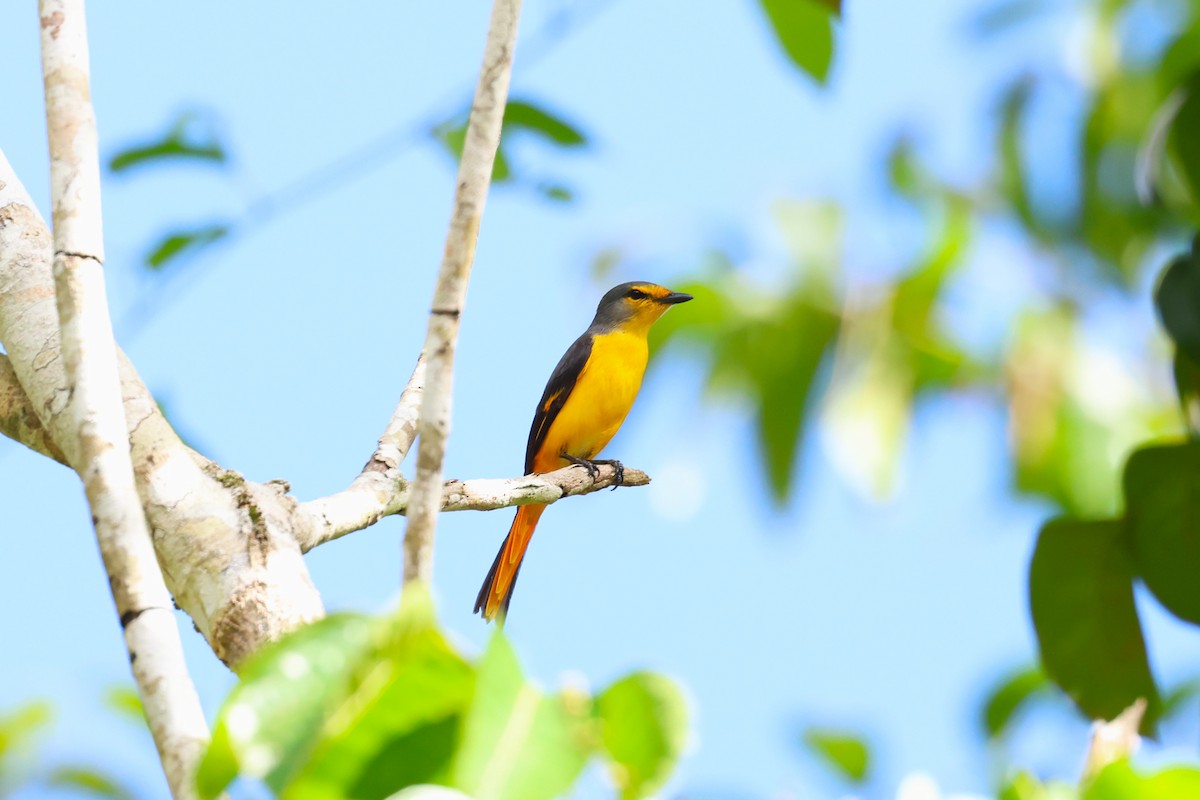 Fiery Minivet - ML633386632