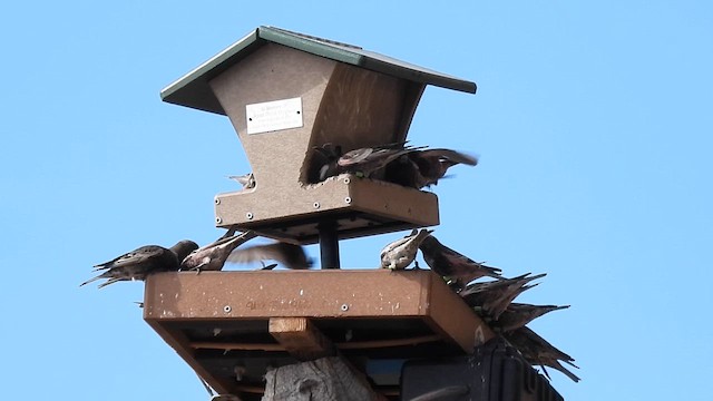 Black Rosy-Finch - ML633386642