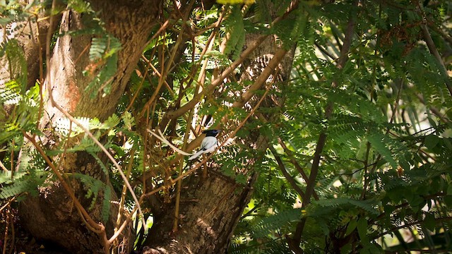 カワリサンコウチョウ - ML633386699