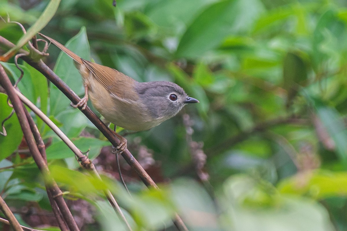 David's Fulvetta - ML633386714
