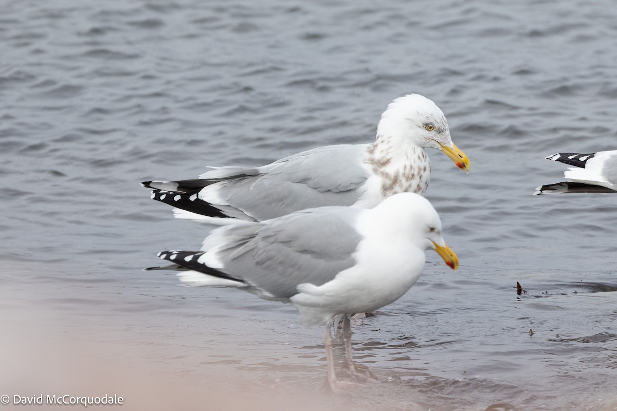 American Herring Gull - ML633386784