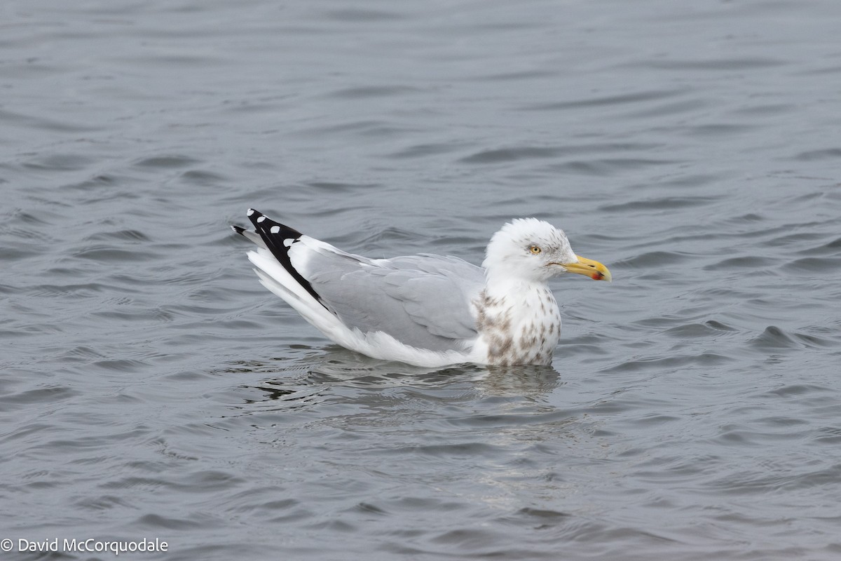 American Herring Gull - ML633386785