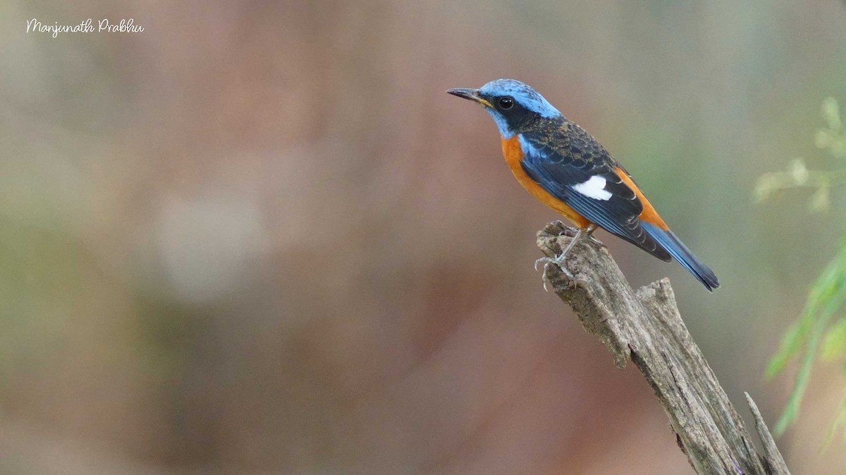 Blue-capped Rock-Thrush - ML633386808