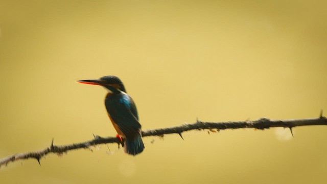 Common Kingfisher - ML633386940
