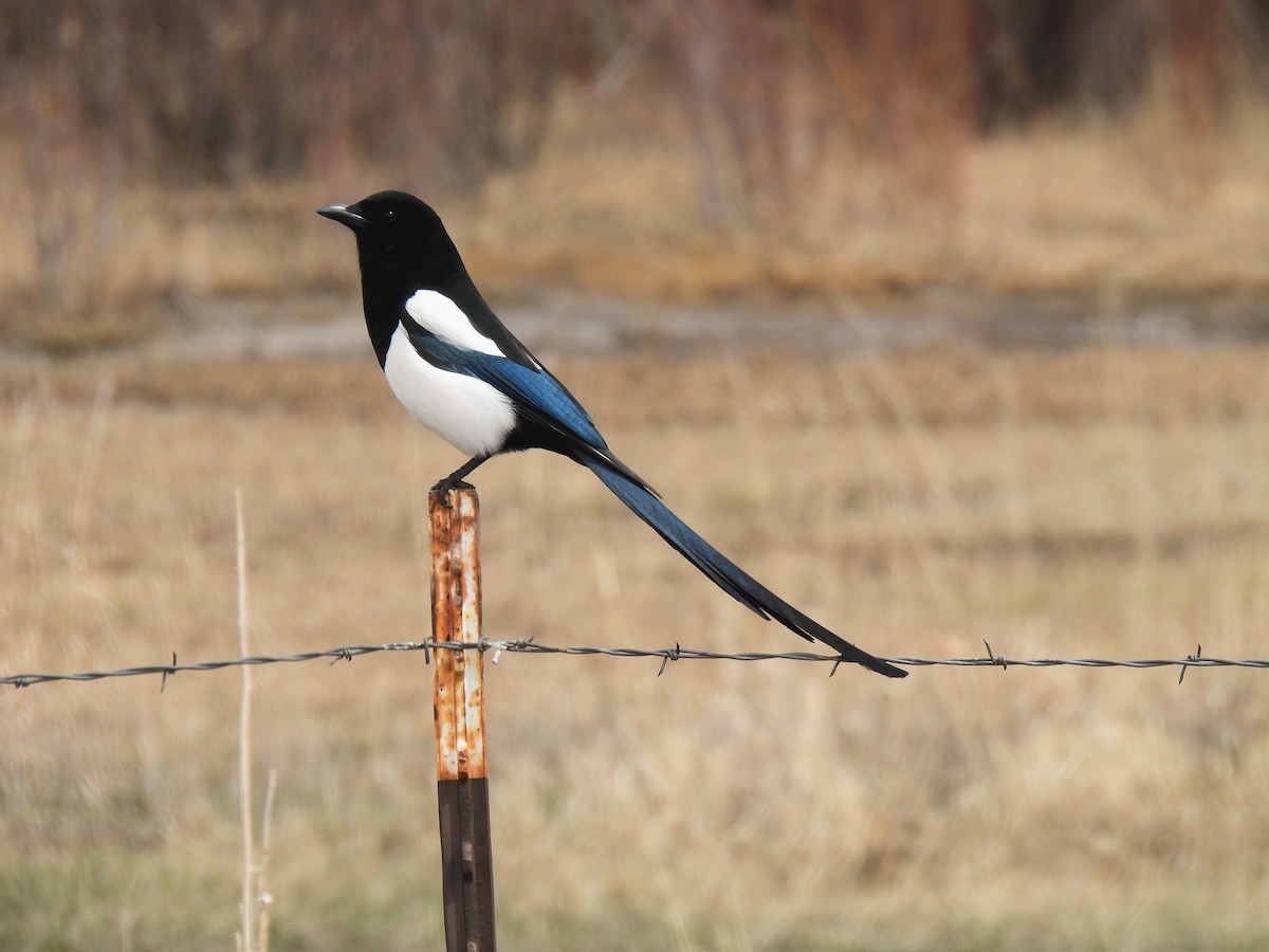 Black-billed Magpie - ML633387125