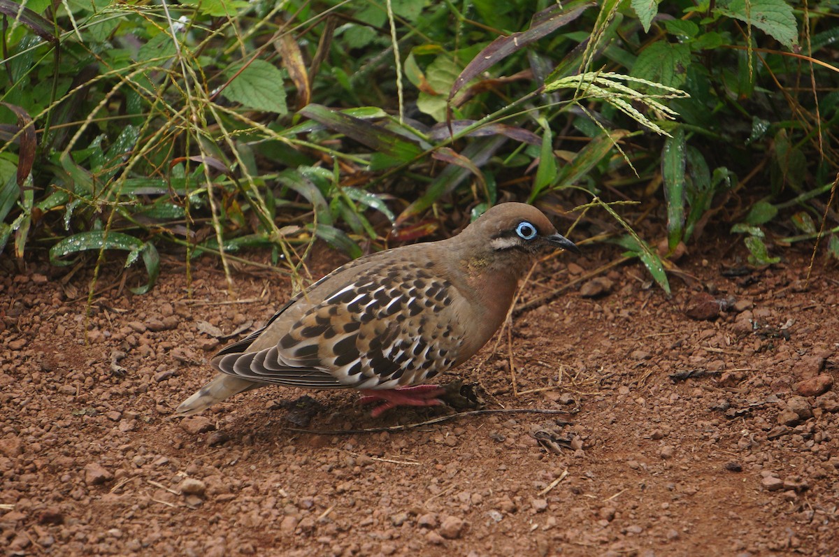 Galápagostaube - ML633387145