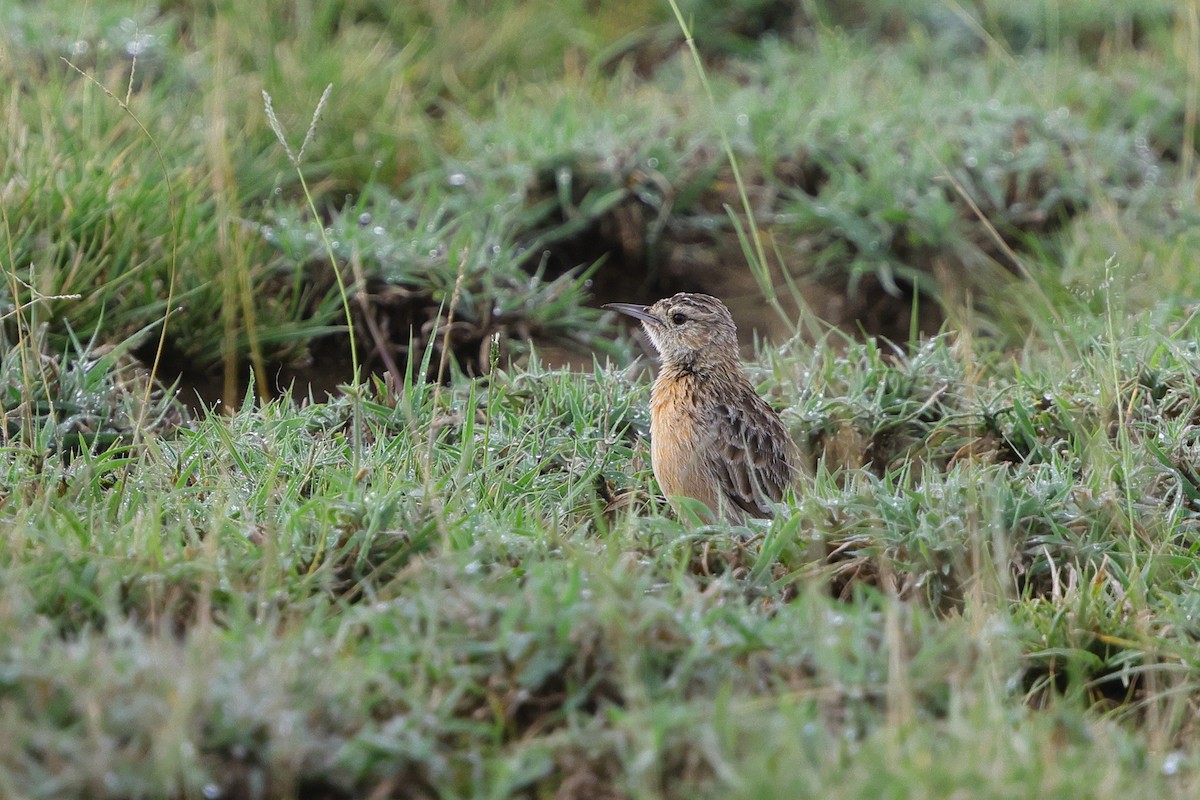 Beesley's Lark - ML633387245