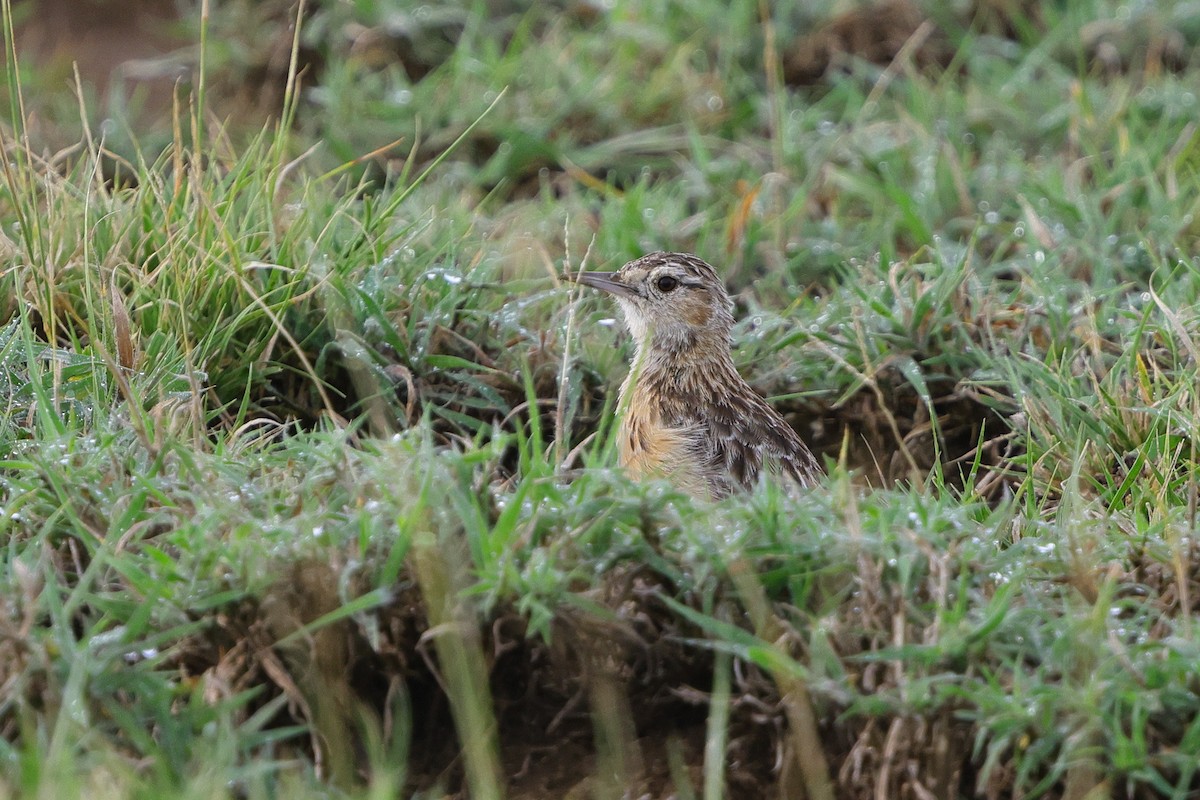 Beesley's Lark - ML633387246