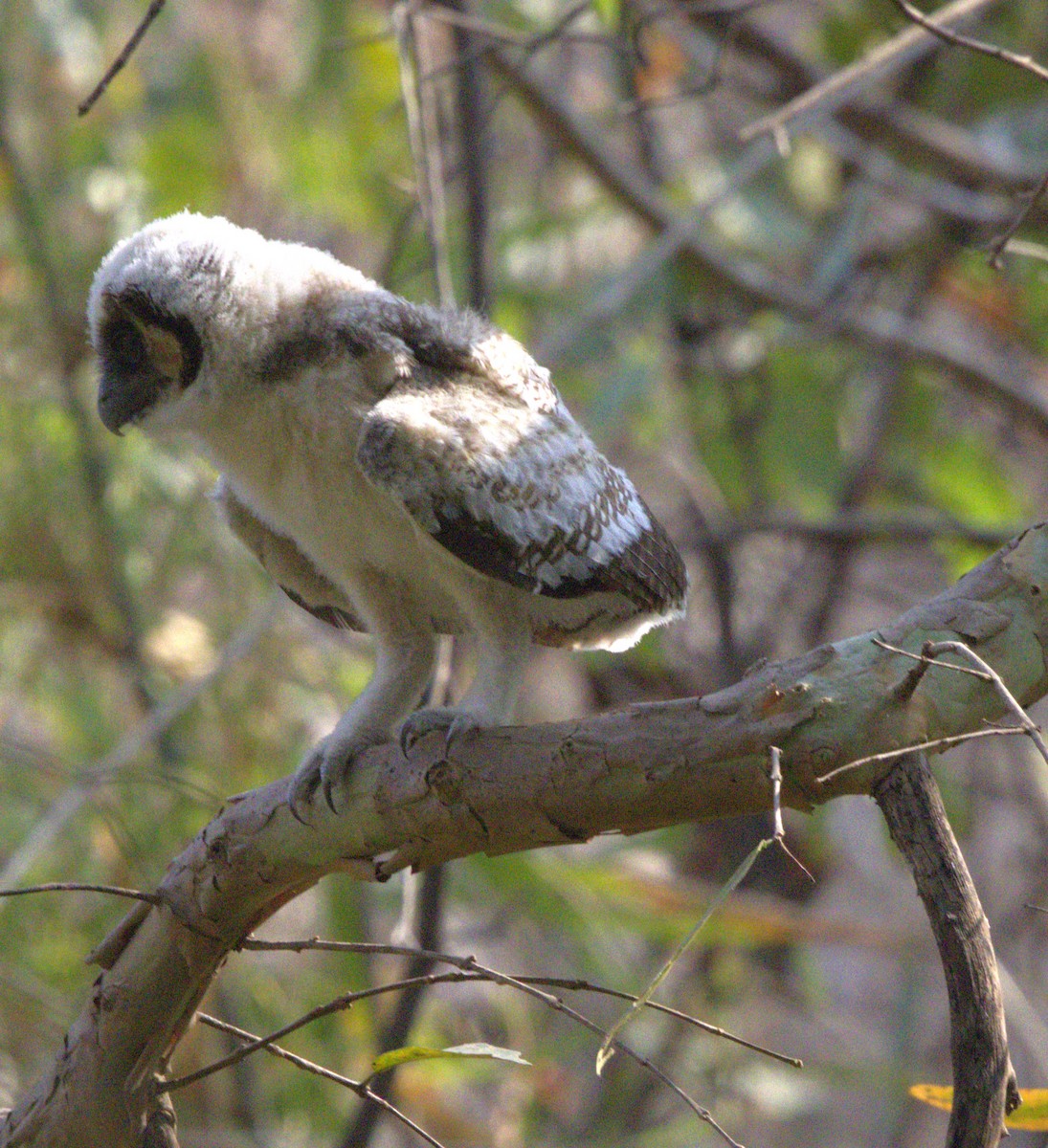 eBird Checklist - 30 Mar 2025 - Pench National Park--Sillari Gate - 47 ...
