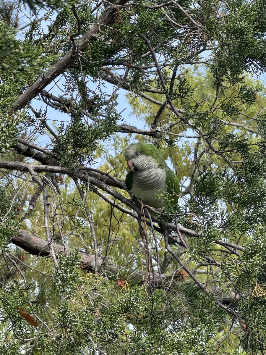 mníšek šedý - ML633387410